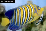pygoplites diacanthus pygoplites diacanthus