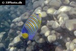 pygoplites diacanthus pygoplites diacanthus