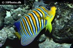 pygoplites diacanthus pygoplites diacanthus