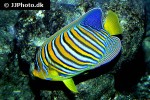pygoplites diacanthus pygoplites diacanthus