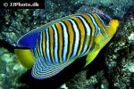 pygoplites diacanthus pygoplites diacanthus