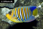 pygoplites diacanthus pygoplites diacanthus