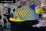 pygoplites diacanthus