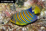 pygoplites diacanthus