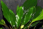 anubias barteri var angustifolia