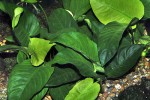 anubias barteri var barteri