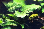 anubias barteri var barteri