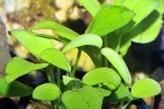 anubias barteri var nana golden