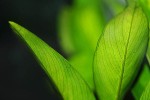 anubias congensis