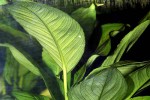 anubias heterophylla