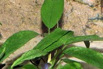 anubias minima