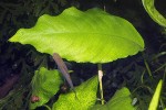 anubias species gabon