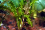 aponogeton crispus