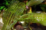 aponogeton madagascariensis