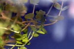 bacopa australis