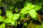 bacopa caroliniana