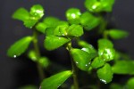 bacopa monnieri