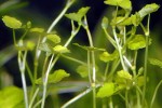 cardamine lyrata