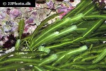 caulerpa taxifolia