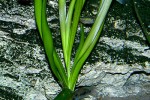 crinum thaianum