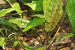 cryptocoryne affinis