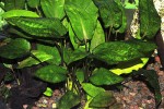 cryptocoryne cordata