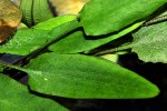 cryptocoryne mollmanii