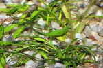 cryptocoryne parva