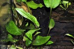 cryptocoryne pontederiifolia