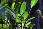 cryptocoryne sp tropica