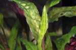 cryptocoryne usteriana