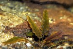 cryptocoryne wendtii brown