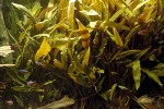 cryptocoryne wendtii brown