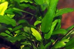 cryptocoryne wendtii green