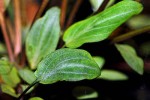 cryptocoryne wendtii green