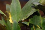 cryptocoryne wendtii green