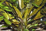 cryptocoryne wendtii green