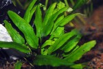 cryptocoryne x willisii