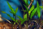 cryptocoryne x willisii lucens