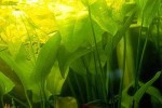 echinodorus macrophyllus radicans
