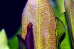 echinodorus osiris rubra