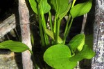 echinodorus palaefolius var latifolius