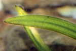 echinodorus uruguayensis