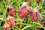 fritillaria meleagris   snake s head fritillary  