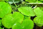 hydrocotyle leucocephala