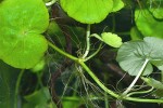 hydrocotyle leucocephala