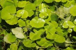 hydrocotyle sibthorpioides