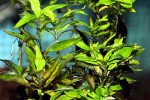 hygrophila corymbosa siamensis