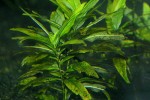 hygrophila corymbosa siamensis