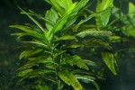 hygrophila corymbosa siamensis